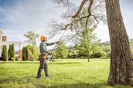 Professional Tree Services in Wallington, NJ