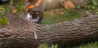 Best Tree Removal  in Wallington, NJ